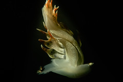 Nudibranchi Gasteropodi. Sea Slug.