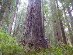 Class 2 large Coast Redwoods