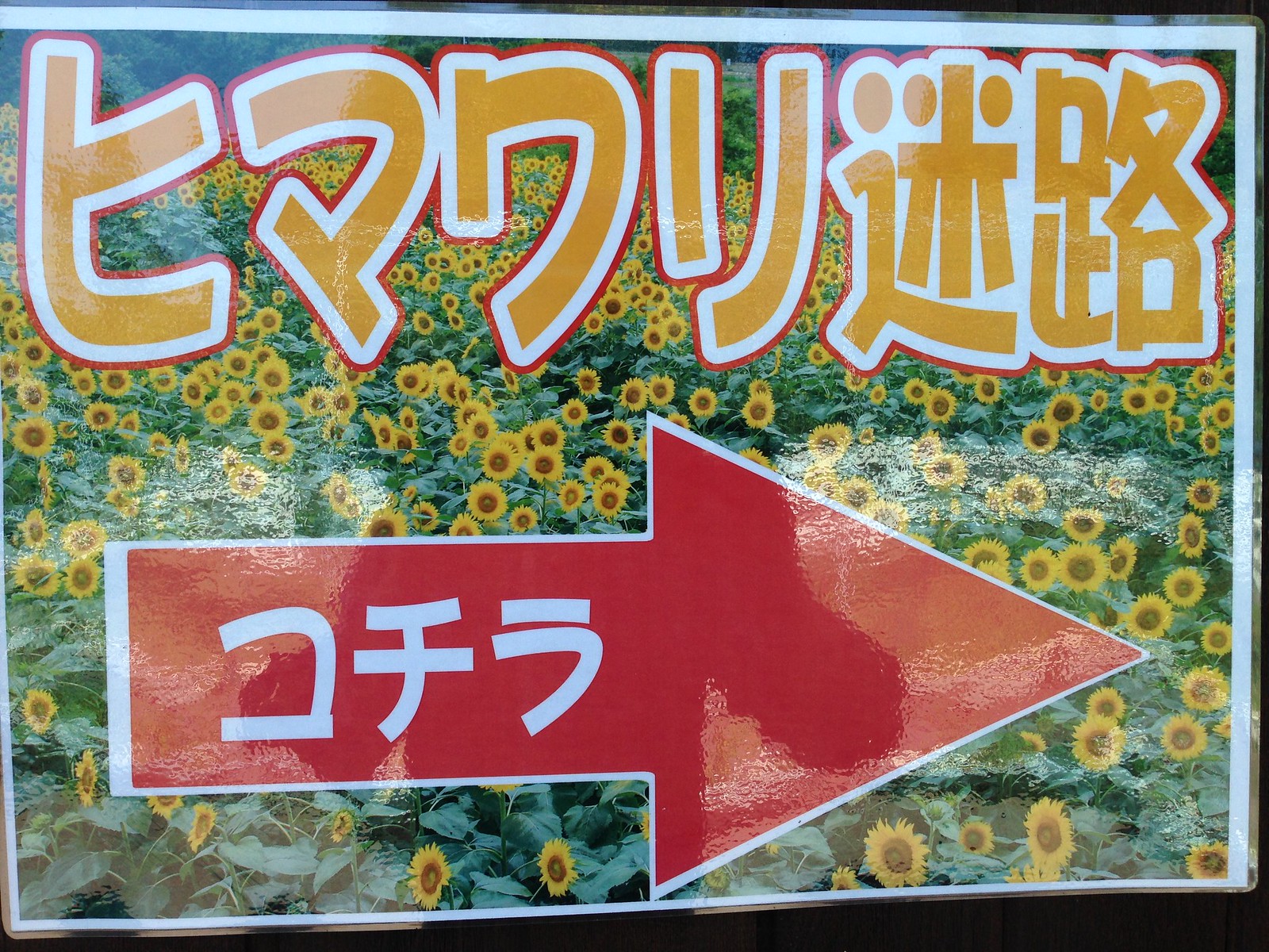 Visitors are surrounded by walls of sunflowers at Narita Yume Bokujo in Narita