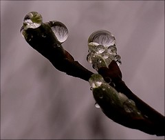 drops and refractions