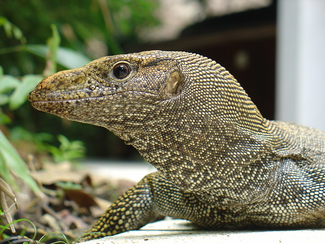 Bengal Monitor Lizard Flickr Photo Sharing 