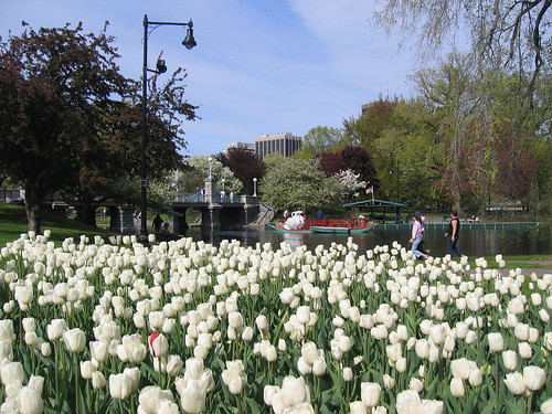 Tulips and SwanBoats