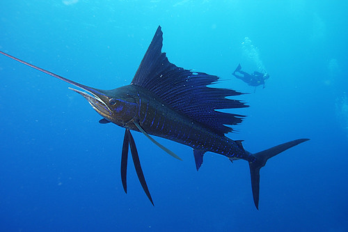 sailfish fastest fish of the world