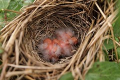 Animal Nests & Eggs