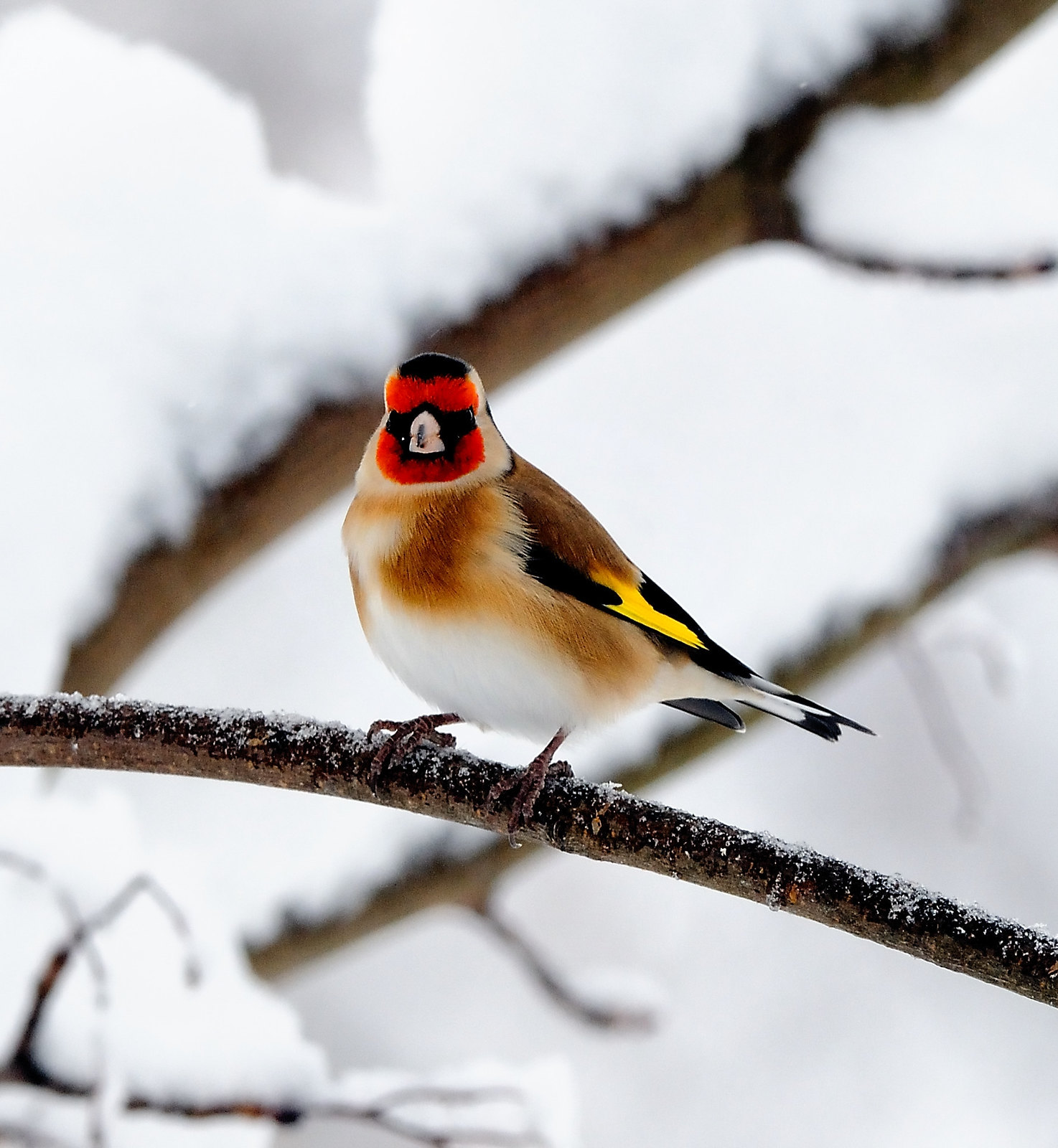 Goldfinch. Credit chapmankj75