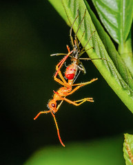 Broad-headed Bugs (Alydidae)