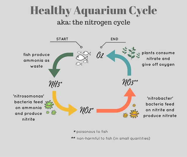 Diagram showing nitrogen cycle of healthy aquarium