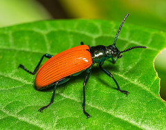 Darkling Beetles (Tenebrionidae)