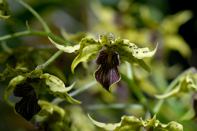 Dendrobium Wonder Nishii