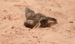 Pardal (Passer domesticus) - House Sparrow