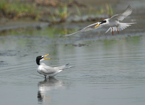 在漢寶濕地生活的小燕鷗，彰化海岸保育行動聯盟拍攝