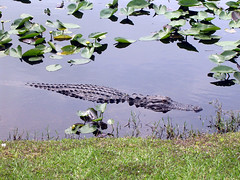 Usa - Florida - Everglades National Park & Marco Island