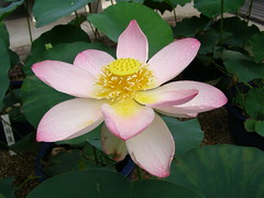 Lotus Hokongo-in Kyoto