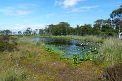 RSPB Campfield Marsh