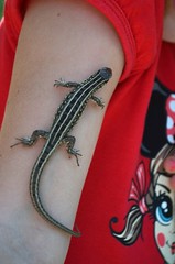 Lizard. Tatoo.