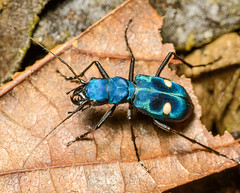 Ground Beetles & Tiger Beetles (Carabidae)