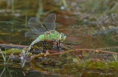 Emporer dragonfly -Anax imperator.