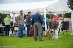 Staffordshire Bullterrier Speciality Show 2015