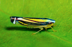 Leafhoppers (Cicadellidae)
