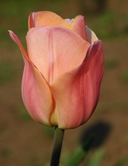 Tulips'06.