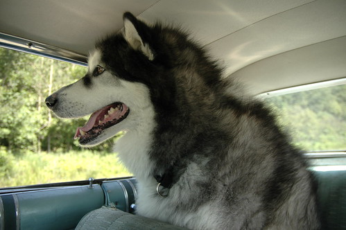 the downside of cruising with a malamute who has recently gone swimming.