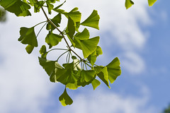 Ginkgo Trees and Leaves