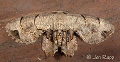 Moths Part 6 #7649 - 8316 Epiplemidae