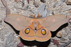 Australian Ditrysian Moths