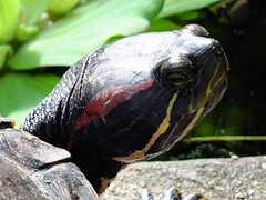 Rotwangen-Schmuckschildkröte