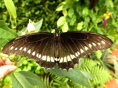 Battus polydamas - Gold Rim Swallowtail