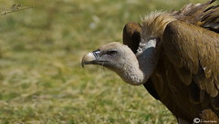 Buitre (Vulture/ Vautour)