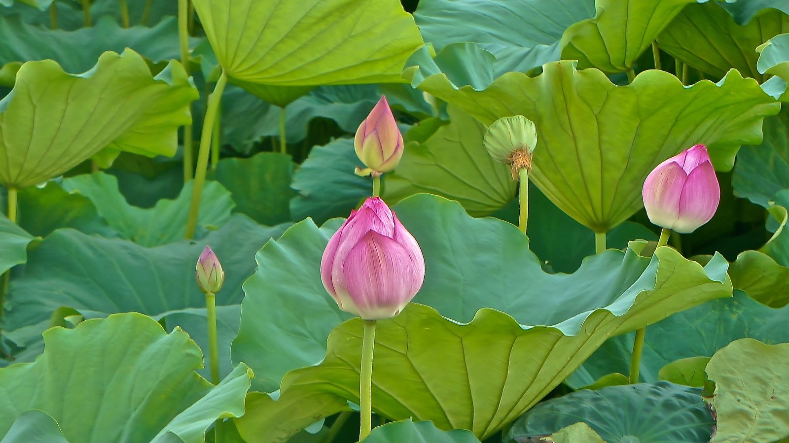 Lotus Flowers at Shinobazu Pond