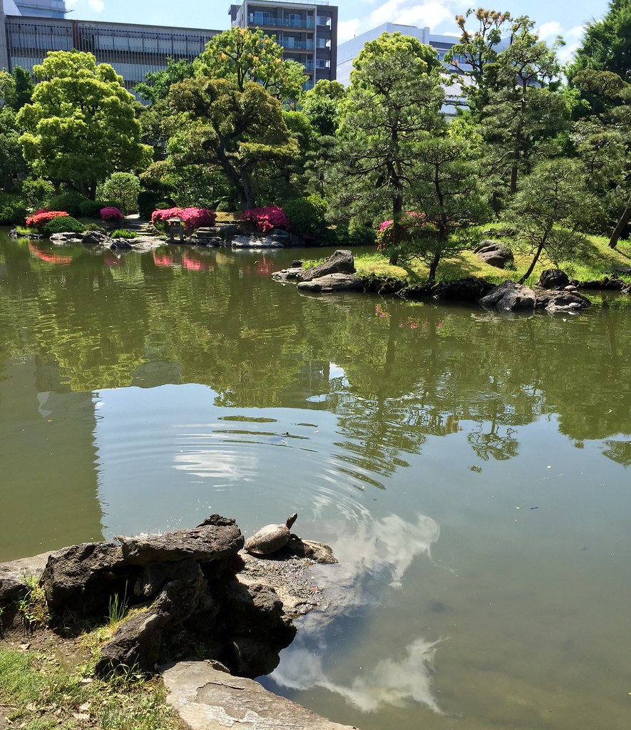 A turtle sunbathing at the Old Yasuda Garden in Ryogoku