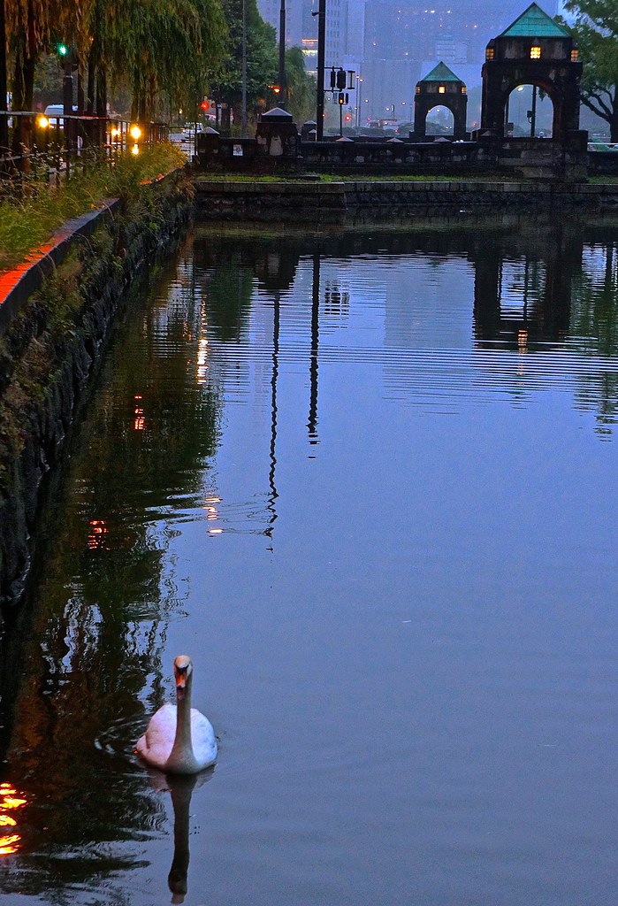 Swan in the moat surrounding the Imperial Palace