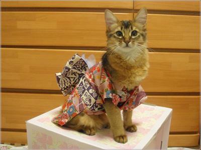 Cat Kimono
