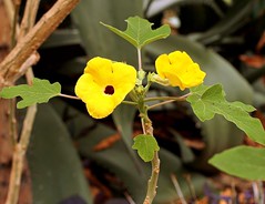 Pedaliaceae