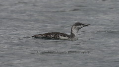 Red throated diver