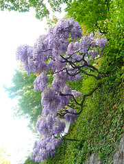 wisteria walk