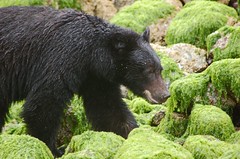 Black Bear in Clayoquot Sound