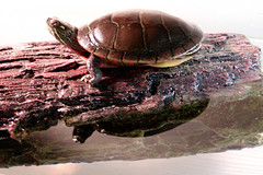 gammera (my pet turtle)