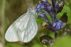 British butterflies: Pieridae