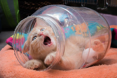 Kitten in a Jar