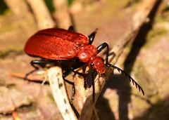 Beetles and Bugs