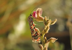 Moths UAE (United Arab Emirates)