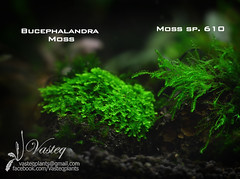 Bucephalandra Moss