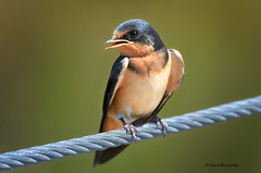 Swallows, Swifts and Martins