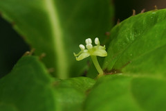 Helwingiaceae ハナイカダ科