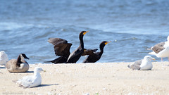 Birds of Sandy Hook - Double-Crested Cormorant | 2015