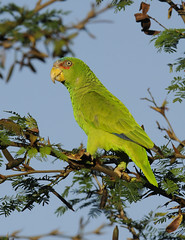 White-fronted Parrot - Amazona albifrons