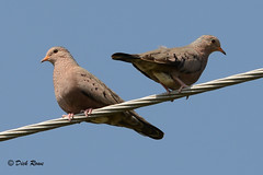 Common Ground Dove FL 17